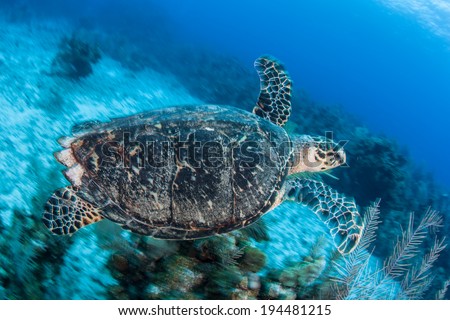 An adult Hawksbill sea turtle swims above a coral reef near the island of Grand Cayman in the Caribbean Sea. This is an endangered species but common around the Cayman islands.