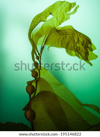 Giant kelp (Macrocystis pyrifera) grows in extensive forests off the coast of northern California. It is a fast growing species of large brown algae that provides habitat for many temperate organisms.