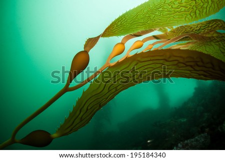 Giant kelp (Macrocystis pyrifera) grows in extensive forests off the coast of northern California. This is a fast growing species of brown algae that provides habitat for many temperate organisms.