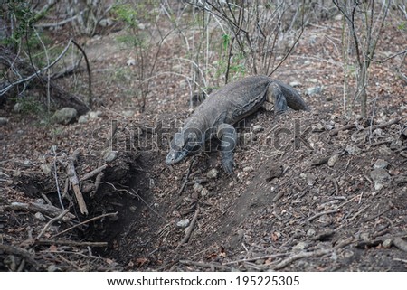 A Komodo dragon (Varanus komodoensis) digs for eggs in a Megapode nest in Komodo National Park, Indonesia. This monitor lizard, capable of killing a human, can grow up to three meters long.