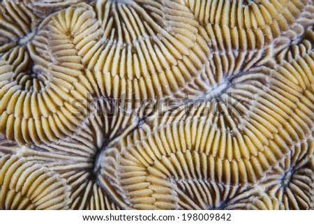 Detail of a brain coral in the Caribbean Sea shows individual polyps protected by calcium carbonate ridges.