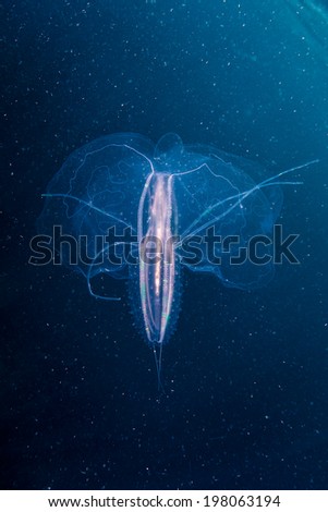 A large ctenophore, also known as a comb jelly, drifts through the Pacific Ocean. Ctenophores are in their own phylum and are found as part of the zooplankton throughout the world\'s oceans.