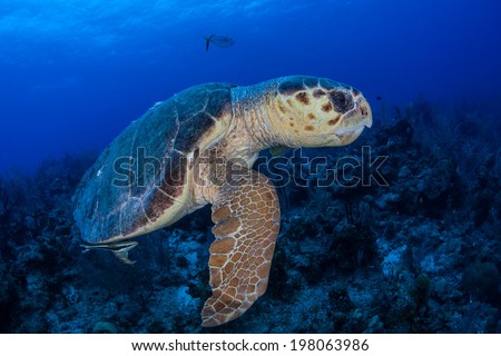 A large male Loggerhead turtle (Caretta caretta) cruises over a coral reef off Turneffe Atoll in Belize. This endangered turtle is relatively common in Caribbean region but found throughout the world.