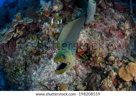 A Giant green moray eel (Gymnothorax funebris) explores a diverse coral reef off the coast of Belize. This large eel is found throughout the Caribbean Sea and is one of the larger predators on reefs.