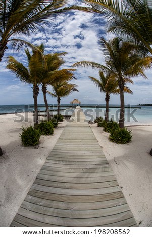 Coconut palms line a walkway that leads to a dock at a resort off the coast of Belize. The warm Caribbean waters off Belize are popular among divers, snorkelers, and fishermen.
