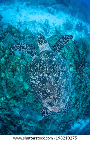 A Hawksbill turtle (Eretmochelys imbricata) swims above a healthy coral reef off the coast of Belize. This species of sea turtle is critically endangered but is found worldwide in tropical seas.