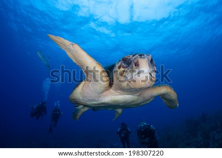 A big male Loggerhead turtle (Caretta caretta) cruises over a coral reef off Turneffe Atoll in Belize. This endangered turtle is relatively common in Caribbean region but found throughout the world.