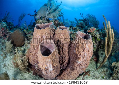 A large set of barrel sponges grows on a diverse coral reef in the Caribbean Sea. Sponges of all shapes, sizes, and colors often dominate Caribbean reefs.