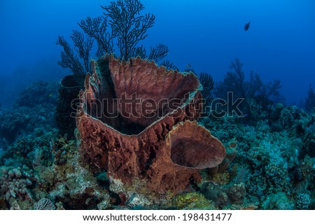 A large barrel sponge grows on a coral reef in the Caribbean Sea. Sponges of all shapes, sizes, and colors often dominate Caribbean reefs.