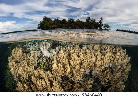 Soft corals grow in the shallows near a remote island in the Solomon Islands. This beautiful, tropical region is within the Coral Triangle and is known for its high marine biological diversity.
