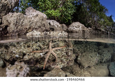 A beautiful sea star clings to rocks along the coast of a remote island in the Solomon Islands. This region is within the Coral Triangle and is known for its high marine biological diversity.