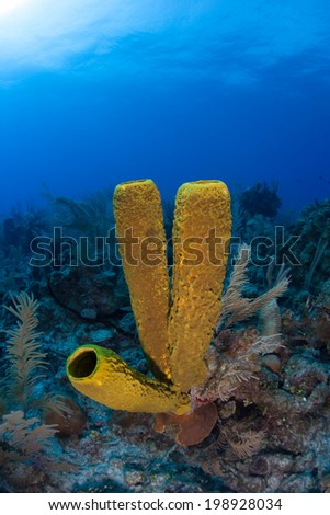 Colorful tube sponges grow on a coral reef in the Caribbean Sea. Sponges and sea fans of all shapes, sizes, and colors often thrive Caribbean reefs.