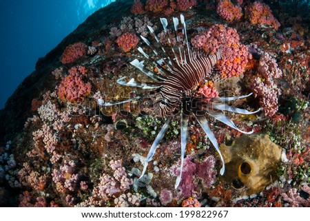A lionfish (Pterois volitans) swims along a drop off near the island of Sulawesi in Indonesia. This predatory fish is native to the tropical Indo-Pacific.