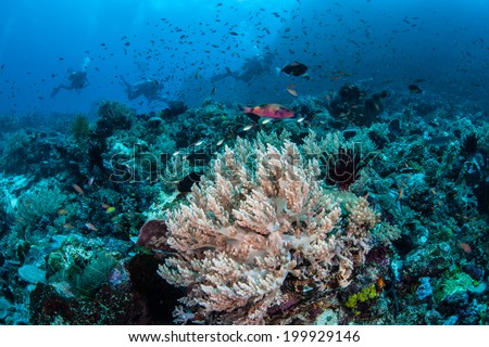Multitudes of small, colorful fish school above a healthy coral reef off the northern tip of Sulawesi, Indonesia. This tropical area is known for its beautiful reefs and high biological diversity.