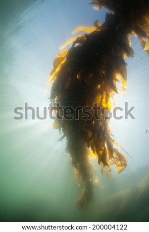 Brilliant sunshine beams into Monterey Bay, California, through the canopy of a forest of giant kelp (Macrocystis pyrifera). Kelp can grow over 2 feet per day and serves as a vital marine habitat.