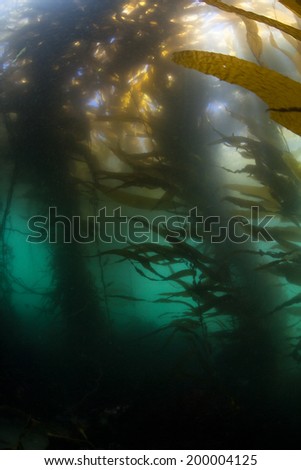 Bright sunlight beams into Monterey Bay through the thick canopy of a forest of giant kelp (Macrocystis pyrifera). Giant kelp can grow over two feet per day and serves as an important marine habitat.