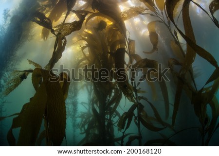 Bright light pours into Monterey Bay through the canopy of a forest of giant kelp (Macrocystis pyrifera). Giant kelp can grow over two feet per day and serves as an important marine habitat.
