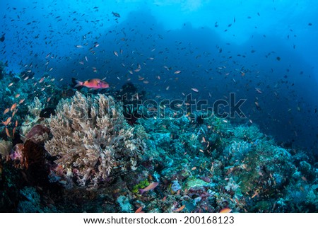 Multitudes of small, colorful fish swarm above a coral reef growing off the northern tip of Sulawesi, Indonesia. This tropical area is known for its beautiful reefs and high biological diversity.