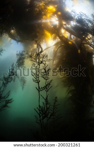 Bright sunshine beams into Monterey Bay through the canopy of a forest of giant kelp (Macrocystis pyrifera). Giant kelp can grow over two feet per day and serves as an important marine habitat.