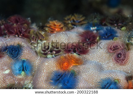 Christmas tree worms form colorful bouquets on a coral colony in Raja Ampat, Indonesia. This area is known to be the heart of the Coral Triangle, extremely high in marine biodiversity.