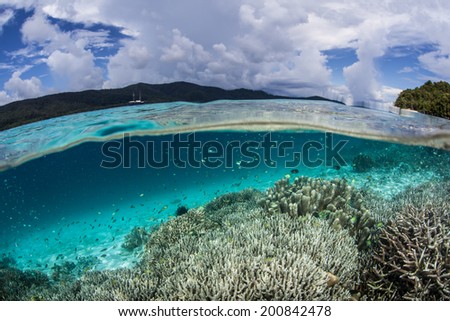 Small reef fish swim near a shallow coral reef near the island of Waigeo in Raja Ampat, Indonesia. This region is known for its high marine biological diversity and great scuba diving and snorkeling.