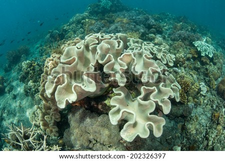 Leather corals thrive on a reef off the island of Sulawesi in Indonesia. This part of the western Pacific harbors some of the most diverse marine habitats on Earth.