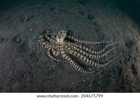 A Mimic octopus (Thaumoctopus mimicus) is capable of imitating the shape and behavior of other marine organisms, from fish to crinoids. They are rare but exist throughout much of the western Pacific.