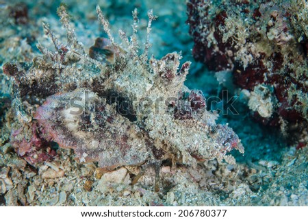 A Spiny devilfish (Inimicus didactylus) blends into the sand and rubble bottom near a coral reef in Indonesia. This venomous fish is an ambush predator.