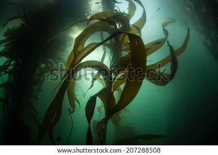 A forest of giant kelp (Macrocystis pyrifera) grows off the coast of Monterey, California. Kelp forms vital habitat used by a diverse array of fish and marine invertebrates.