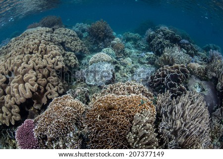 A variety of coral colonies grow on a shallow reef in Indonesia. Corals compete for space to grow and will actually sting each other with their specialized cells in their tentacles.