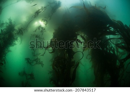 A thick forest of giant kelp (Macrocystis pyrifera) thrives off the coast of Monterey, California. Kelp forms vital habitat used by a diverse array of fish and marine invertebrates.
