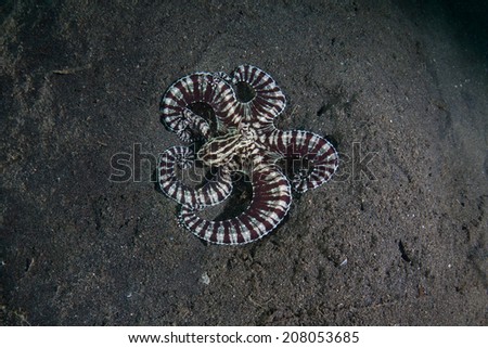 A Mimic octopus (Thaumoctopus mimicus) is a bizarre creature capable of imitating the shape and behavior of other marine organisms. They are found most often in sandy slopes in Indonesia.