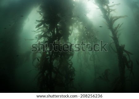 A forest of giant kelp (Macrocystis pyrifera) grows during summer months off the coast of Monterey, California. Kelp forms vital habitat used by a diverse array of fish and marine invertebrates.