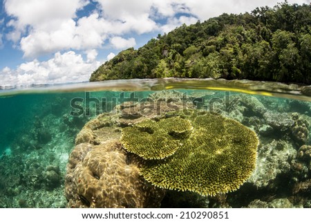 Reef-building corals thrive in extremely shallow water near a remote island in Raja Ampat, Indonesia. This equatorial area is comprised of many islands and diverse coral reefs.