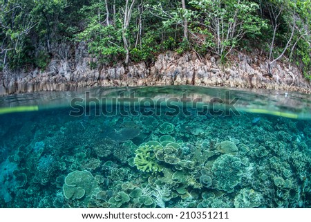 Corals cover a slope next to a remote limestone island in Raja Ampat, Indonesia. This equatorial area is comprised of many limestone and some volcanic islands as well as diverse coral reefs.