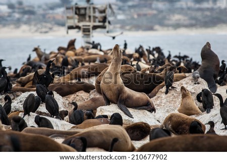 California sea lions (Zalophus californianus), which are very social and gregarious, are one of five species of sea lions worldwide. This is the only species whose population is expanding.
