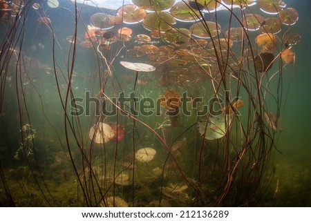 During summer months in North America, aquatic plants utilize long days and grow quickly. Underwater, the growth seems like an aquatic jungle and provides habitat for fish, reptiles, and amphibians.