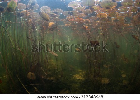 During summer months in North America, aquatic plants, such as water lilies, grow quickly. Underwater, the growth seems like an aquatic jungle and provides habitat for fish, reptiles, and amphibians.