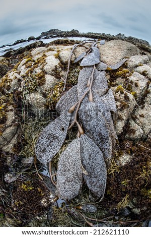 At low tide, giant kelp is left high and dry near tide pools in Monterey Bay Marine Sanctuary. Tide pools support a variety of intertidal marine life which are adapted to the tidal exchange.