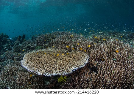 Small reef fishes swarm above a healthy coral reef in Raja Ampat, Indonesia. This area is known as the heart of the Coral Triangle and houses more marine species than anywhere on Earth.