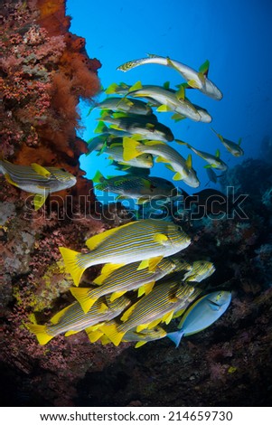 A group of colorful sweetlips and other fish swim along a coral reef slope in Indonesia. Sweetlips are large, vibrant reef fish common throughout the tropical western Pacific.