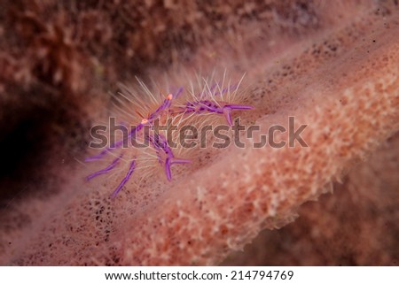 A Hairy squat lobster (Lauriea siagiani) is symbiotic with a large barrel sponge on a reef in the western Pacific. This species exists exclusively on tropical Pacific barrel sponges.