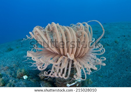 A tube anemone grows on a volcanic sand slope near Sangeang Island in Indonesia. This island is not far from Komodo and is part of the Lesser Sunda Islands.