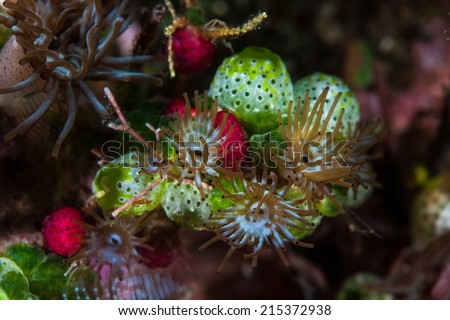 A colorful bouquet of tiny tunicates and cnidarians have grown on a coral reef in Indonesia. Tunicates are common inhabitants of the reefs of the Indo-West Pacific region.