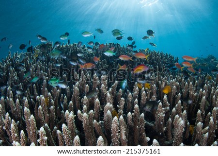 Colorful reef fish hover above the protective confines of a large coral colony on a reef in Indonesia. Many small fish utilize corals as habitat.