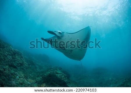 A Manta ray (Birostris alfredi) cruises over a reef off Nusa Penida near Bali, Indonesia. Manta rays come to this area to mate and be cleaned of parasites by small reef fish.