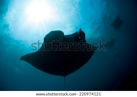 Manta rays (Birostris alfredi) cruise over a reef off Nusa Penida near Bali, Indonesia. Manta rays migrate to this area to mate and be cleaned of parasites by small reef fish.