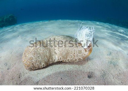 On a sand flat in the western Pacific, a sea cucumber (Bohadschia sp.) spills cuvarian tubules out of its orifice to protect against potential predation. The tubules are extremely sticky.