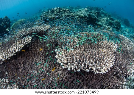 Blue-green damselfish (Chromis viridis) swarm above a table coral near the island of Komodo, Indonesia. These small reef fish will dive into the coral branches for protection from predators.