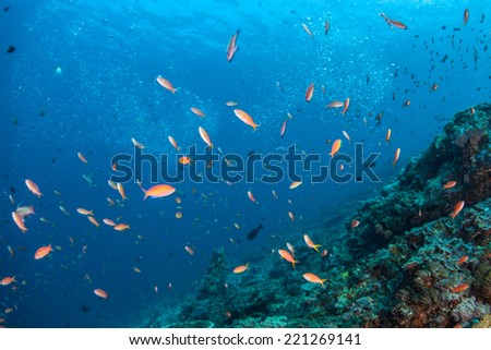 Bright, vibrant anthias (Pseudanthias sp.) and other small reef fish feed on planktonic organisms in a strong current near the island of Bali, Indonesia.